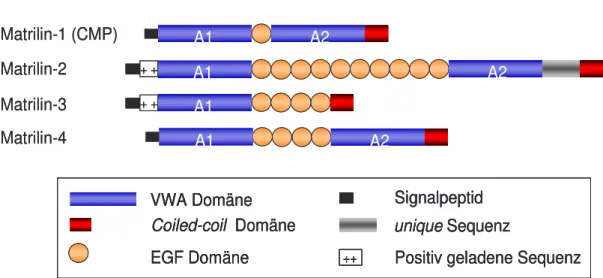 Abb. 1.1: Schematische Darstellung der modularen Domänenstruktur der Matriline (CMP, cartilage  matrix protein) 