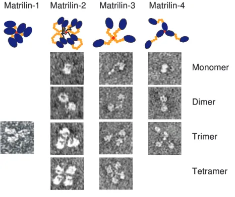 Abb:  1.3:  Elektronenmikrografien  der  Matriline.  Die  Elektronenmikrographien  zeigen  nativ  extrahierte  Matrilin-1 Trimere und unterschiedlichen Oligomere der rekombinanten Matriline-2, -3 und -4
