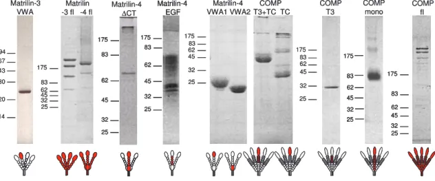 Abb. 3.10: Übersicht aller  verwendeter Proteine aus eigener Herstellung. Affinitätschromatografisch  gereinigte Proteine aus konditionierten Überständen von 293-EBNA Zellen wurden auf 4-12 %igen (COMP  und  Matrilin-3  und  -4  Volllängenproteine  (fl)), 