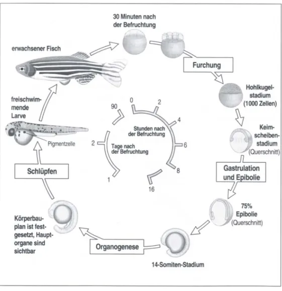 Abb. 1.6: Übersicht über die Zebrafisch-Entwicklung (aus Lewis Wolpert, „Entwicklungsbiologie“)