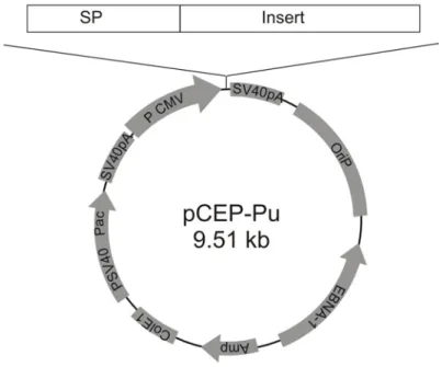 Abb. 2.2: Schematische Darstellung der pCEP-Pu Vektorkarte.  