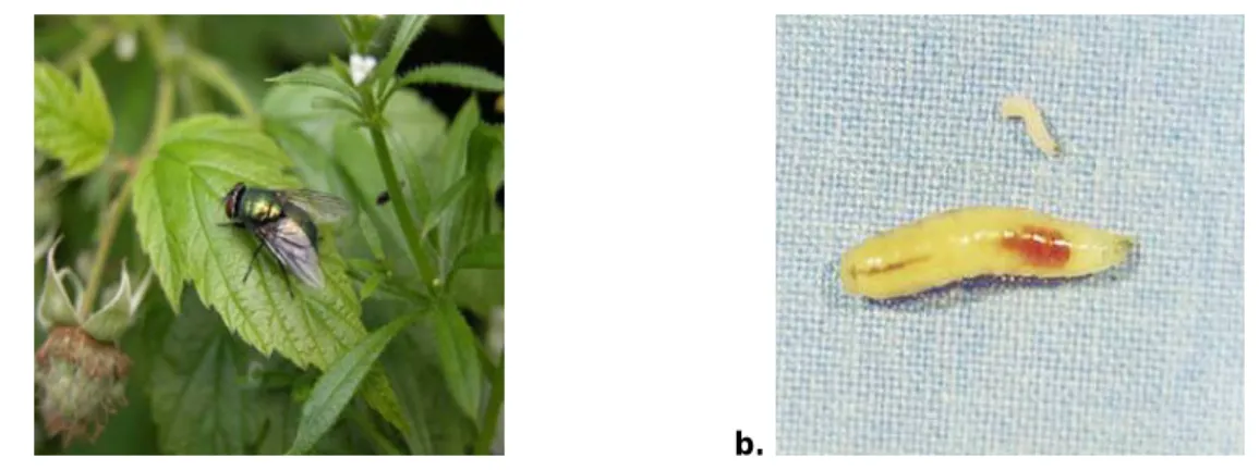 Abbildung 1: (a) Adultes Tier der Schmeißfliege  Lucilia sericata . Gut zu erkennen ist die charakteristische metallic grüne Farbe