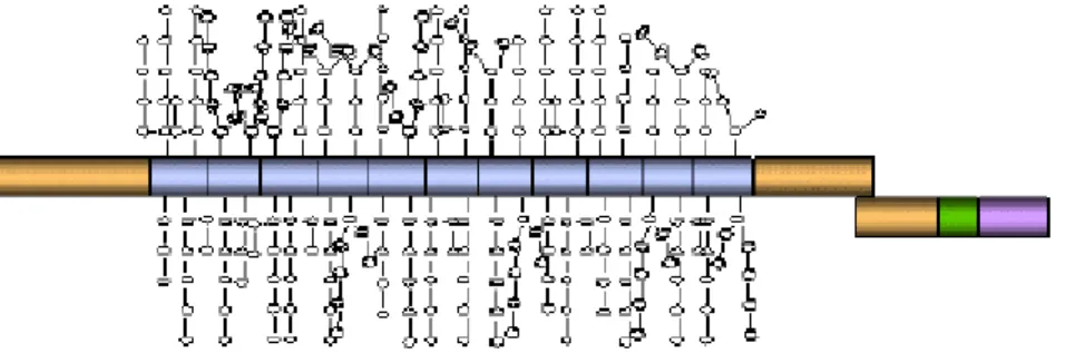 Figure 3. The structure of MUC1. The 72 amino acids cytosolic domain is shown in purple