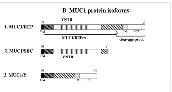 Figure 5. MUC1 protein isoforms. Domains re-occurring in various MUC1 isoforms are marked with  the pattern