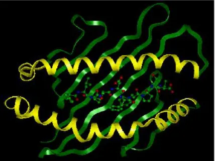 Figure 11. MHC class I molecule from top with peptide bound to the protein groove. Yellow  spirals present two alpha helixes, green bands – beta-plated sheet
