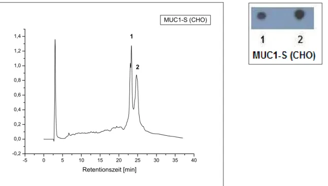 Abbildung 18:  Umkehrphasen-HPLC zur Aufreinigung des MUC1-S-Fusionsproteins und  Immunblot zur Detektion von MUC1-S