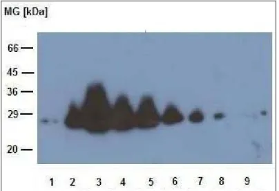 Abbildung 20: Western-Blot unter Verwendung des monoklonalen Anti-MUC1-Antikörpers  (C595) zur Detektion von MUC1-S aus ldlD-Zellen