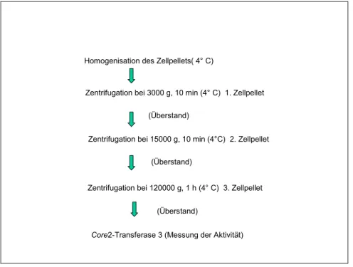 Abbildung 28: Zentrifugationsschritte zur Präparation von Mikrosomen aus CHO/ldlD-Zellen 