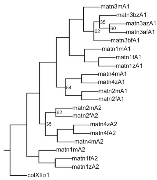 Fig. 1-8 Phylogenetic analyses of matrilin VWA domains. VWA domain amino acid sequences of  zebrafish (z), pufferfish (Fugu rubripes) (f) and mouse (m) were aligned with the PILEUP program of the  GCG package, using the default parameters