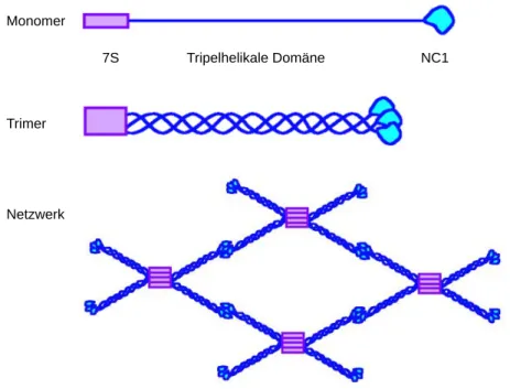 Abbildung 1.1: Schematische Darstellung des Kollagen IV-Netzwerks. Drei α-Ketten bilden eine Tripelhelix  mit aminoterminalen 7S- und carboxyterminalen NC1-Domänen