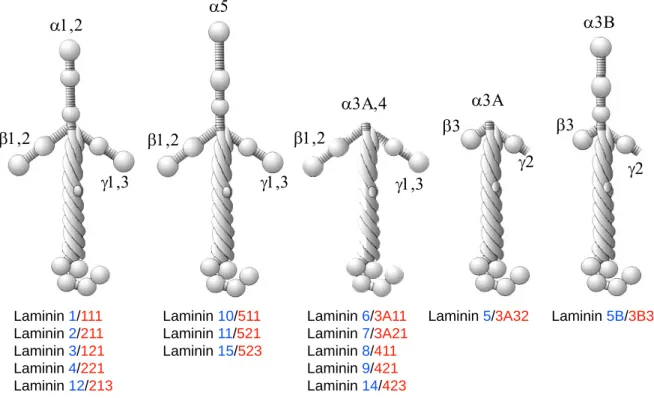Abbildung 1.3: schematische Darstellung der Laminin-Isoformen. Die Nomenklatur nach Burgeson et al