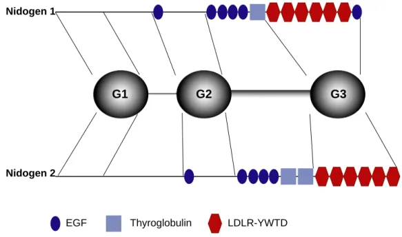 Abbildung 1.4: Schematischer Aufbau der beiden Nidogen-Isoformen. Obwohl murines Nidogen 1 und  Nidogen 2 nur 27% Sequenzhomologie untereinander aufweisen, ist der strukturelle Aufbau in drei globuläre  Domänen (G1-G3), die durch eine flexible und eine sta