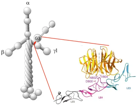 Abbildung 1.5: Bindung von Nidogen an Laminin. Die beiden Proteine sind schematisch dargestellt