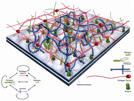 Abbildung 1.6: Modell der molekularen Zusammensetzung von Basalmembranen. Das Kollagen IV- IV-Netzwerk und das Laminin-IV-Netzwerk werden über Nidogen verknüpft