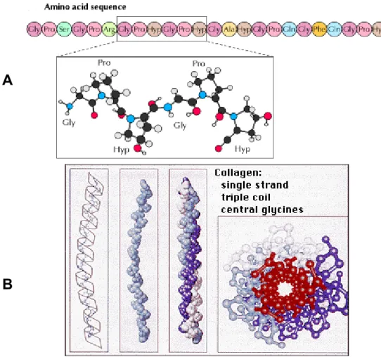 Fig 1.2 Arrangement of amino acids in the Gly-X-Y repeat in the triple helical part of a fibrillar collagen