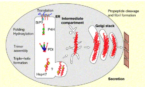 Fig 1.4 Interactions of ER chaperones during procollagen assembly and secretion. Procollagen interacts with a  variety of ER resident proteins during folding and assembly within the ER