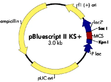 Fig. 2.1 Map of the cloning vector pBS KS+. It consists of an f1 and PUC origin of replication (pUC ori), an  ampicillin resistance ORF and a multiple cloning site (MCS) flanked by restriction sites for Kpn I and Sac I