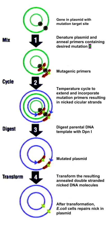 Fig. 2.5: Schematic representation of XL10 quick change site directed mutagenesis. A detailed description of  the figure is explained in the text
