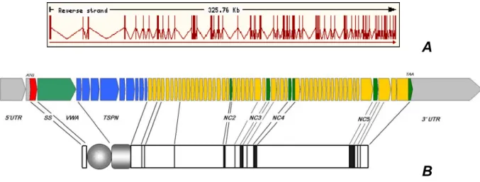 Fig. 2.4: Genorganisation von COL22A1:  Das  COL22A1 Gen ist 325,76 kb lang. Es befindet sich auf  Chromosom 8q24.2 (A, B)