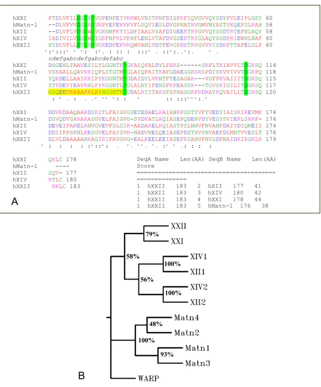 Fig: 2.6: Verwandtschaft zwischen den VWA Domänen verschiedener humaner ECM Proteine. 