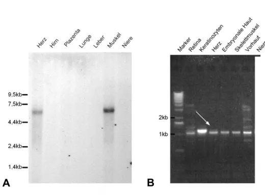 Fig. 2.7: Expression von Kol XXII in Geweben (A) und mögliche „Splice“ Varianten (B): (A) Northern  Blot von Kol XXII RNA aus verschiedenen Geweben