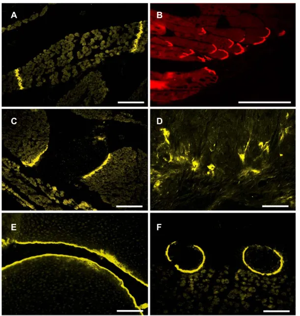 Fig. 2.9: Kol XXII ist an Gewebegrenzen lokalisiert. (A) im Muskel von neugeborenen Mäusen kann  eine Lokalisation von Kol XXII an den Aponeurosen, welche die Muskeln miteinander verbinden,  detektiert werden