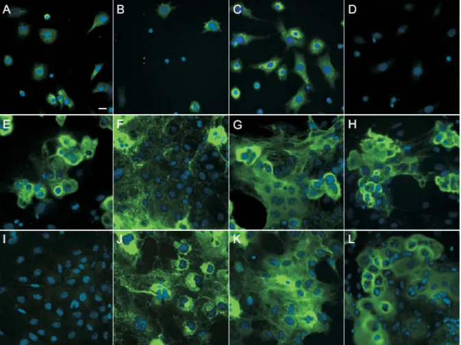 Abb. III 1: Charakterisierung von bovinen und murinen Knorpelzellen mittels Immunfluoreszenz- Immunfluoreszenz-färbung von knorpelspezifischen Proteine 