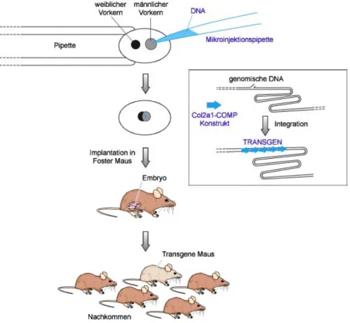 Abb. III 12:   Mikroinjektion zur Herstellung transgener Mäuse