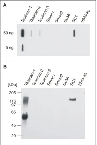 Abb. 3.5: Untersuchung der Kreuzreaktion des rb-T1 Antikörpers unter  A: -nativen (Slot Blot Analyse) und  