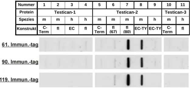 Abb. 2.1: Test der Spezifität bzw. Kreuzreaktivität des ungereinigten Testican-2-Antiserums gegenüber  Testican-2 bzw