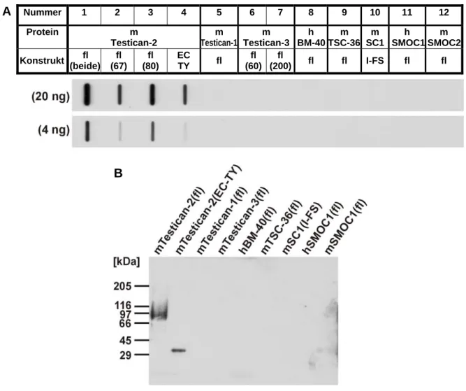 Abb. 2.3: Test von Spezifität und Kreuzreaktion des affinitätsgereinigten anti-Testican-2-Antikörpers  gegenüber den Mitgliedern der BM-40-Familie 