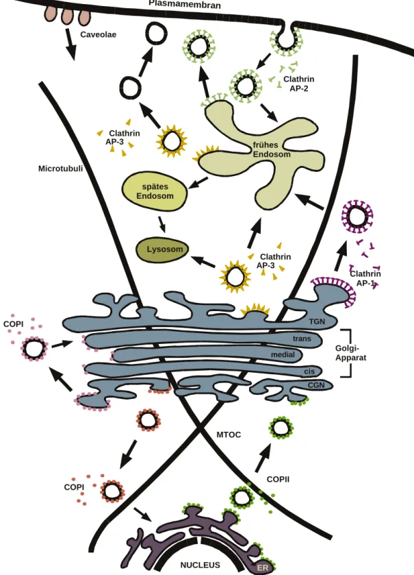 Abb. 1: Schematische Darstellung des intrazellulären Vesikeltransportes unter Verwendung  verschiedener Hüllproteine