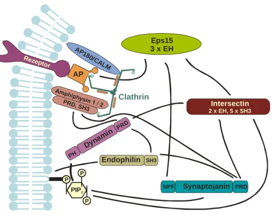 Abb.  3: Vereinfachte Darstellung der Situation  am abzuschnürenden Vesikelhals.   Die Bildung der  Clathrin-Hülle erfolgt durch Bindung von Clathrin an die Adapterproteine AP180/Calm, Amphiphysin und den  Adapter-Proteinkomplex AP