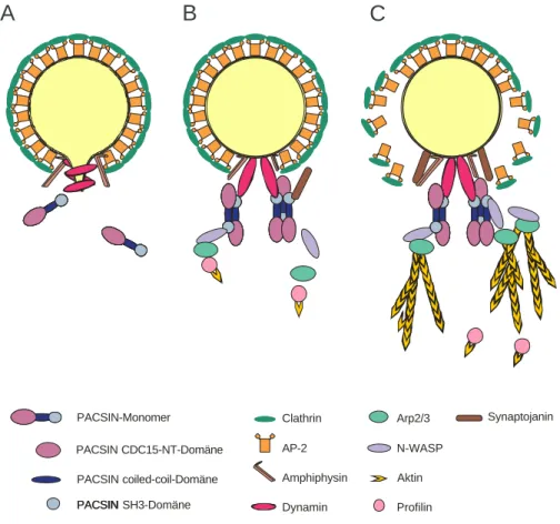 Abb. 14: Bisheriges Modell der Rolle von PACSIN beim Vesikeltransport durch „actin comet tails“