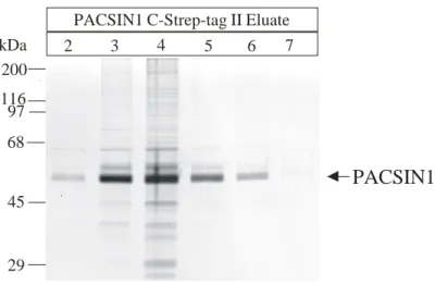 Abb. 20: Reinheitsanalyse der PACSIN1 C-Strep-tag II Eluate. 