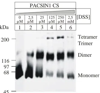 Abb. 24: Nachweis der PACSIN1 C-Strep-tagII Oligomerisierung mittels Quervernetzung mit DSS