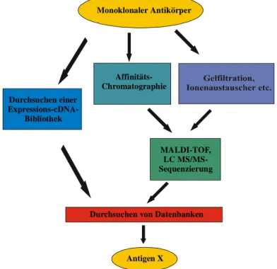 Abb. 5: Schematische Darstellung der verschiedenen Möglichkeiten zur Identifizierung eines Proteins mit monoklonalen Antikörpern.