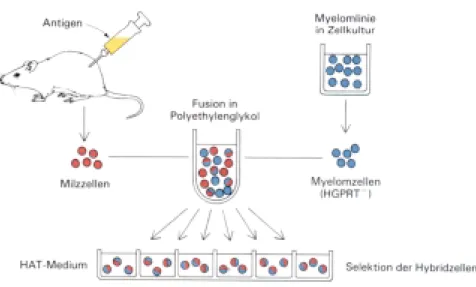 Abb. 8: Schematische Darstellung zur Herstellung monoklonaler Antikörper. Hybridomzellen, die durch Fusion von Milzzellen mit Myelomzellen enstanden sind, werden in HAT-Medium kultiviert, selektioniert und die Zellkulturüberstände der Klone auf die Spezifi