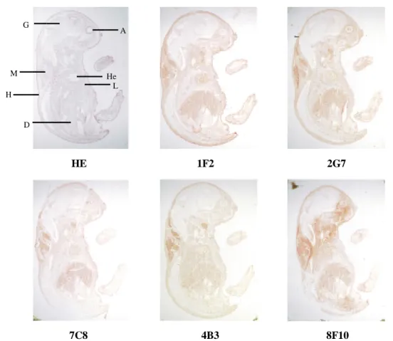 Abb. 11 : Immunhistochemische Untersuchung mit ausgewählten Zellkulturüberständen auf 16,5 Tage alten Mausembryonen