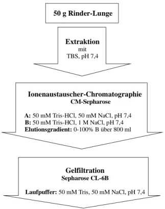 Abb. 16: Flußdiagramm der Chromatographieschritte zur Anreicherung des 4B2-Antigens aus Rinder-Lungen-Extrakt.