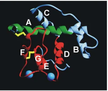 Abb. 1-2: Kristallstruktur der extrazellulären Calcium-bindenden (EC) Domäne von BM-40