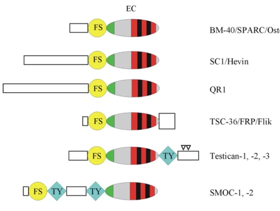 Abb. 1-4: Domänenorganisation der BM-40 Proteinfamilie. Alle Proteine sind durch eine extrazelluläre Calcium-bindende Domäne (EC) und eine Follistatin-ähnliche Domäne (FS) charakterisiert