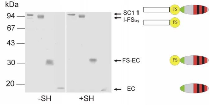 Abb. 3-3: Rekombinant exprimierte SC1-Fragmente. Die bis zur Homogenität gereinigten Proteine wurden auf einem 12%igen SDS-Polyacrylamidgel elektrophoretisch aufgetrennt (+SH: unter reduzierenden  Bedingun-gen, -SH: unter nicht reduzierenden Bedingungen) u