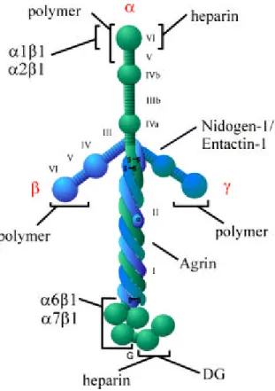Figure 1.1: Schematic structure of the laminin molecule comprising an α, β and γ chain