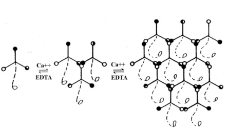 Figure  1.2: Three-arm interaction model of laminin polymerisation (Yurchenco and Cheng, 1994)