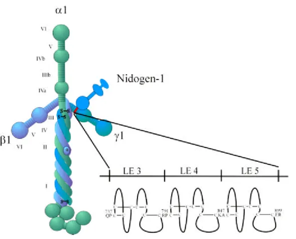 Figure 1.3: The interaction between laminin-1 and nidogen-1. Nidogen-1 binds with its globular domain G 3 to the  short arm of the γ1 chain