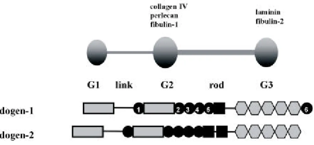 Figure 1.4: The domain organisation and modular structures of nidogen-1 and nidogen-2