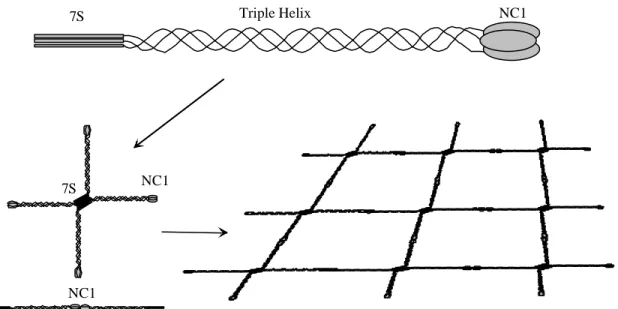 Figure 1.5: Schematic representation of the type IV collagen network. Three  α  chains interact and form a triple  helix with amino-terminal 7S and carboxy -terminal NC1 domains