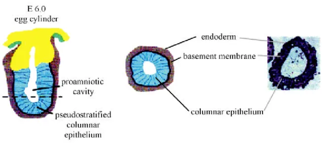 Figure 1.7: Embryoid bodies undergo differentiation processes analogous to early mouse development