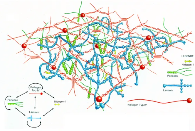 Abbildung 1.1  Schematische Darstellung der Basalmembranorganisation. Die Abbildung zeigt die  Interaktionen der wichtigsten Basalmembrankomponenten